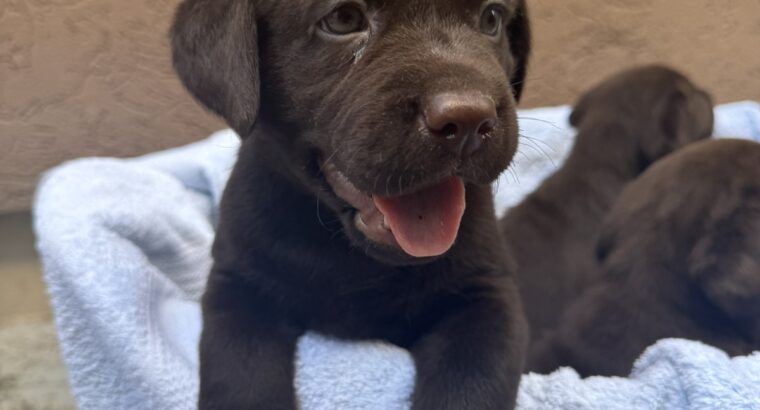 Cokoladni labrador