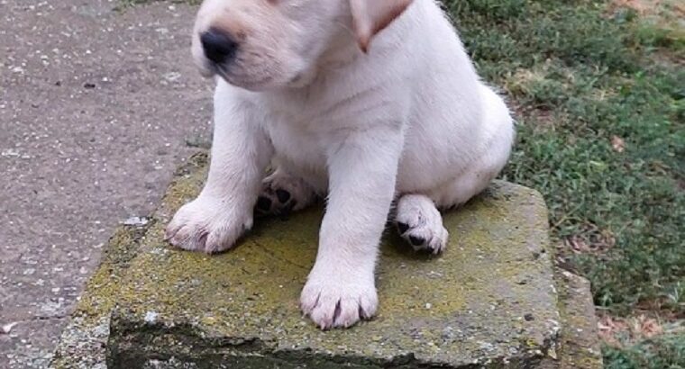 LABRADOR RETRIVER