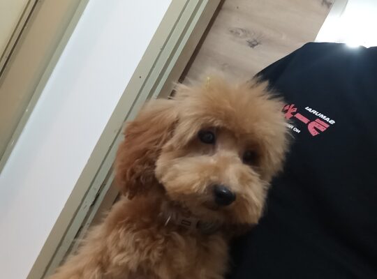 Toy pudla na prodaju