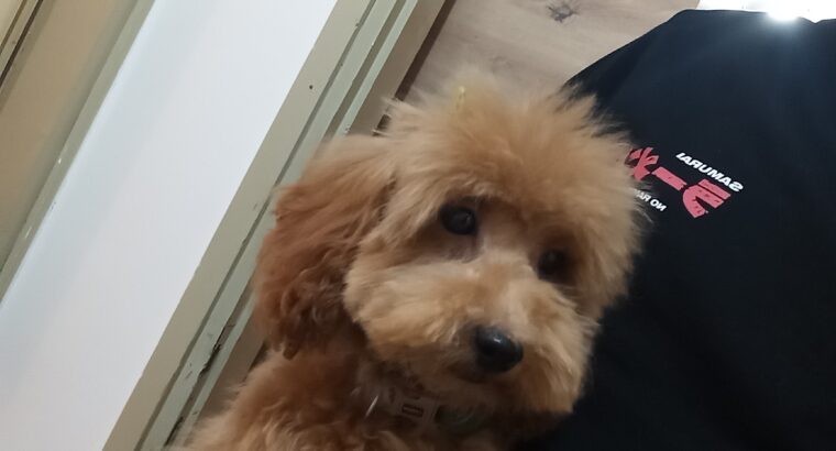 Toy pudla na prodaju