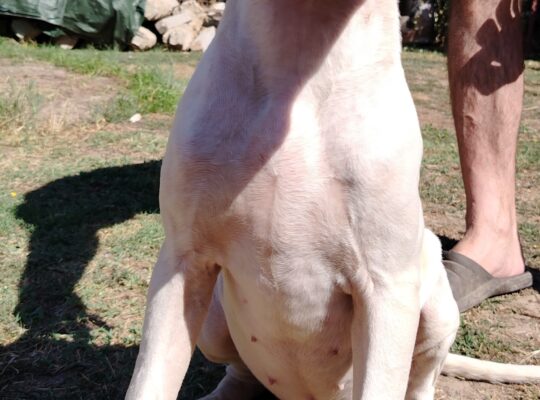 Dogo Argentino