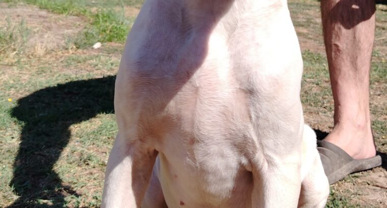 Dogo Argentino