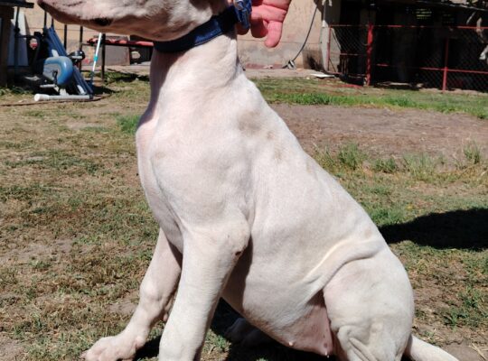 Dogo Argentino