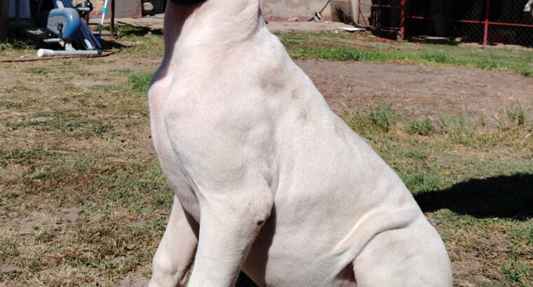 Dogo Argentino