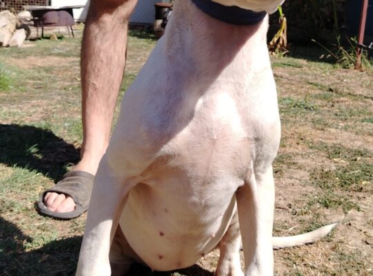 Dogo Argentino