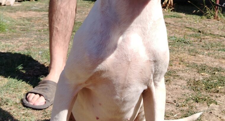 Dogo Argentino