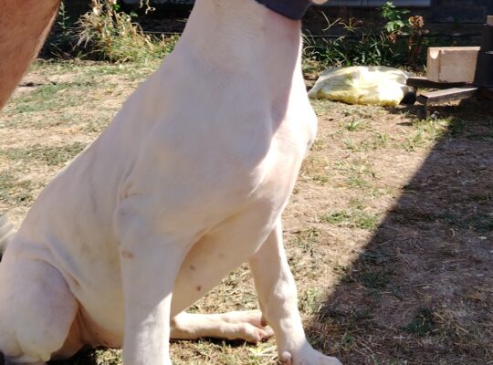 Dogo Argentino