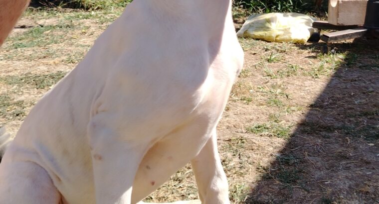 Dogo Argentino