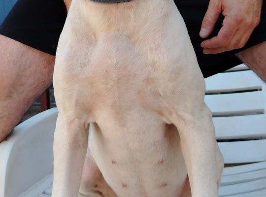 Dogo Argentino