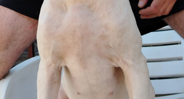 Dogo Argentino