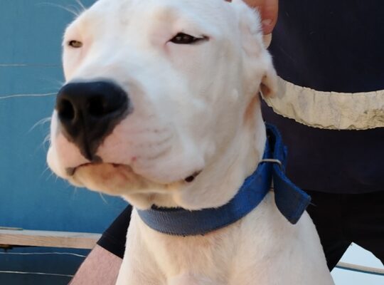 Dogo Argentino