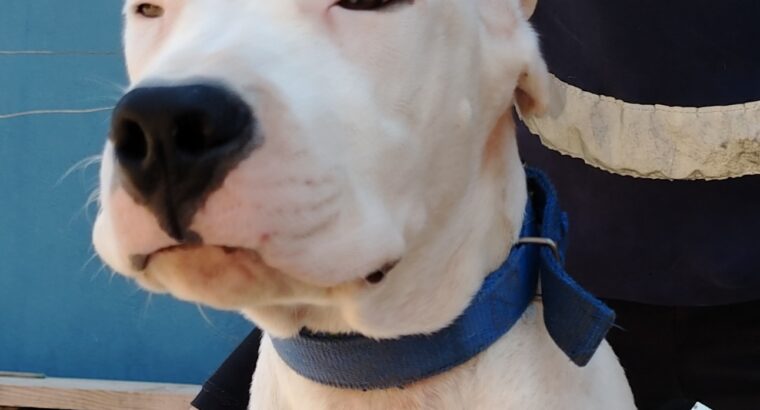 Dogo Argentino