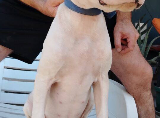 Dogo Argentino