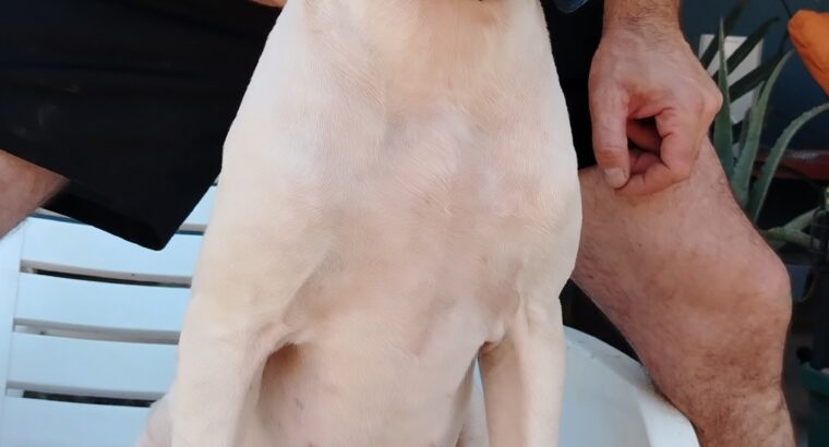 Dogo Argentino