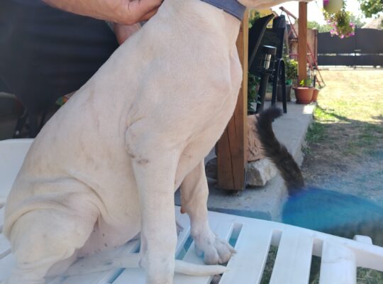 Dogo Argentino