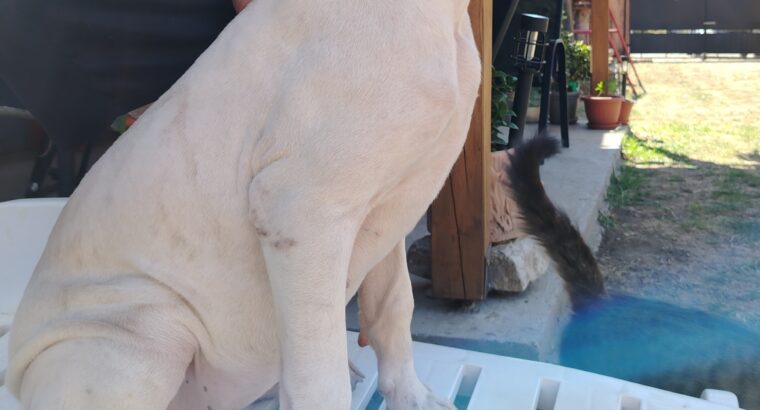 Dogo Argentino