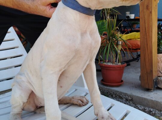 Dogo Argentino