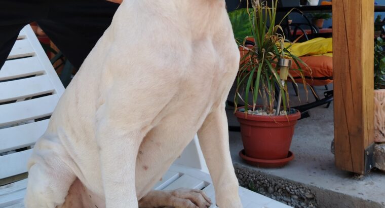 Dogo Argentino