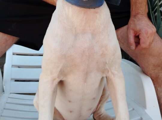 Dogo Argentino