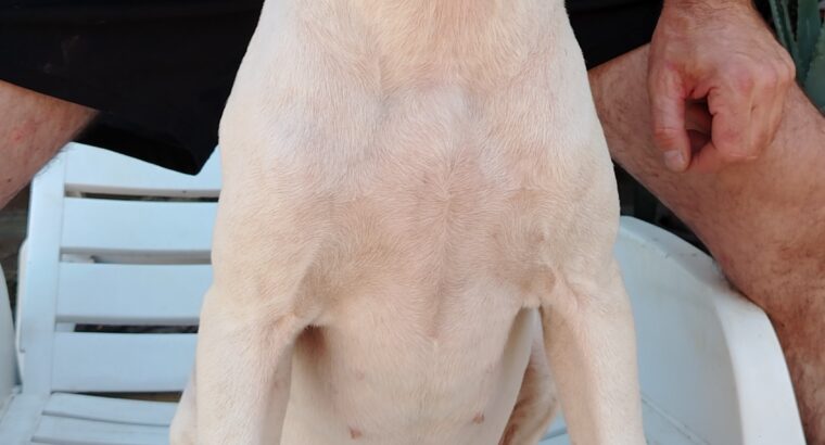 Dogo Argentino