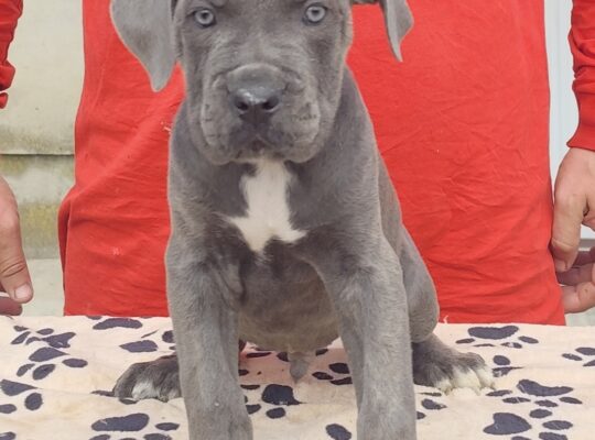 Kane Korso Cane Corso