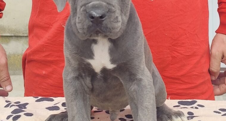Kane Korso Cane Corso