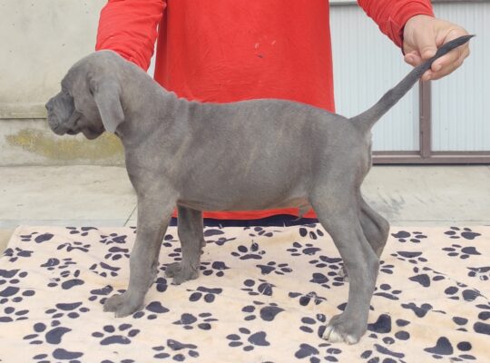 Kane Korso Cane Corso