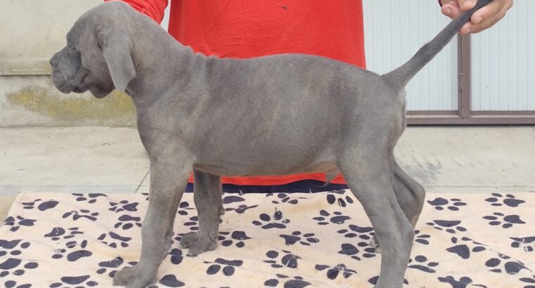 Kane Korso Cane Corso