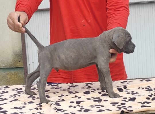 Kane Korso Cane Corso