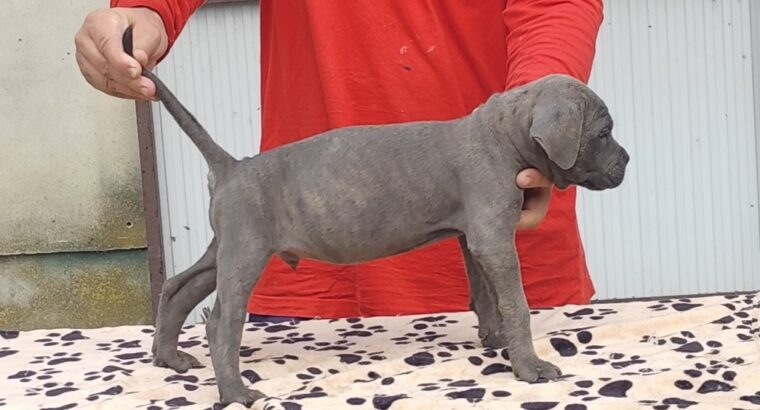 Kane Korso Cane Corso