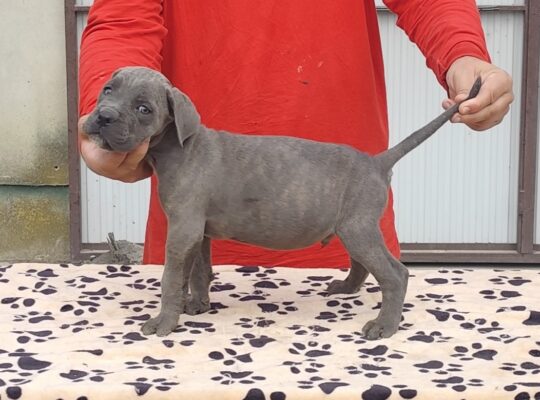 Kane Korso Cane Corso