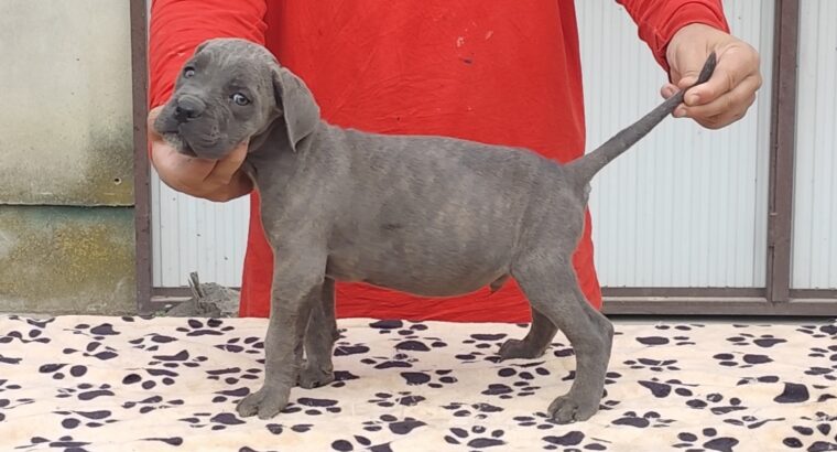 Kane Korso Cane Corso
