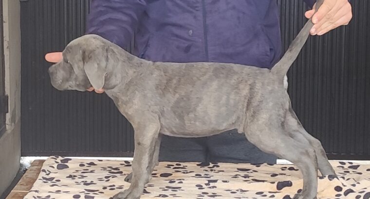 Kane Korso Cane Corso