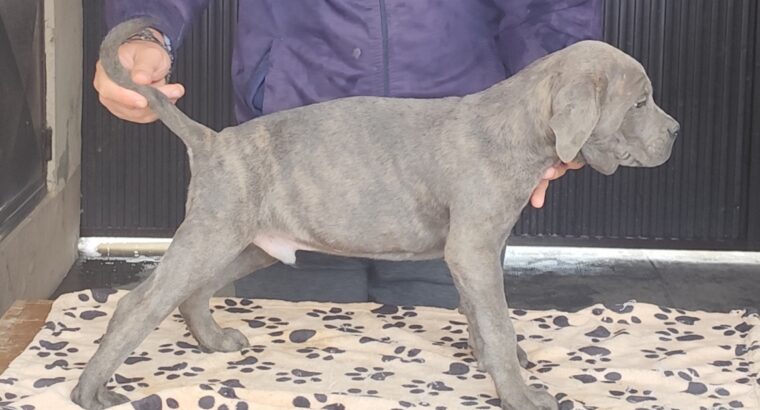 Kane Korso Cane Corso