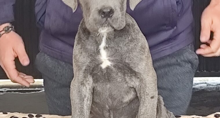 Kane Korso Cane Corso