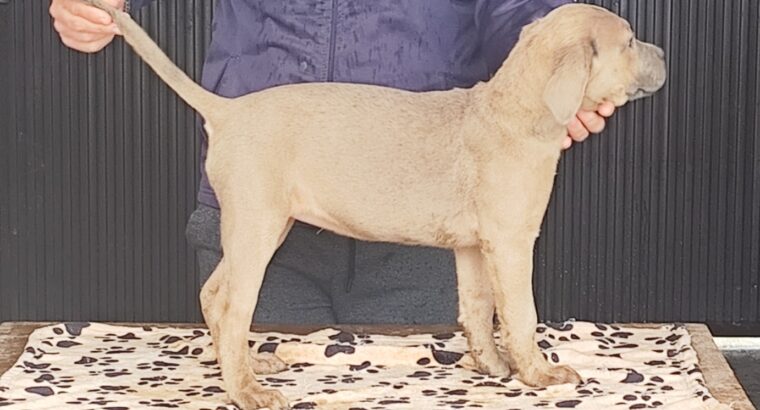 Kane Korso Cane Corso