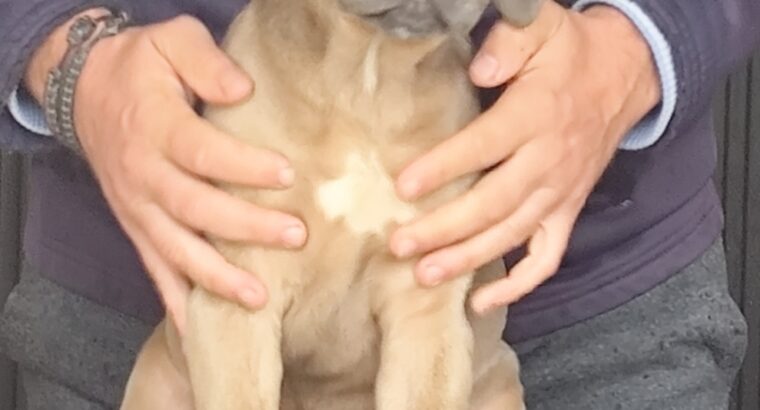 Kane Korso Cane Corso
