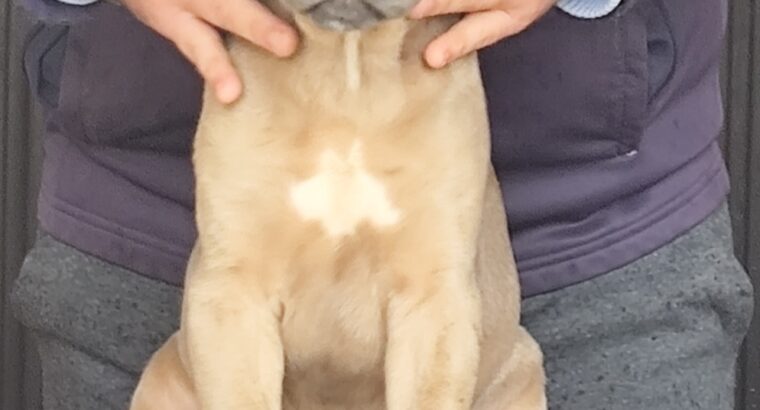 Kane Korso Cane Corso