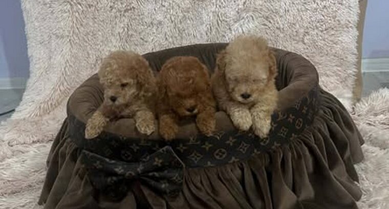 Toy pudle, prelepe, ekstra malog rasta 