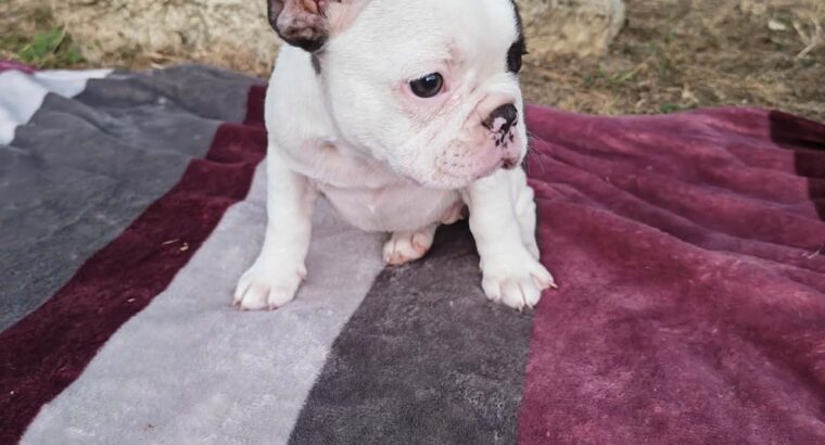 Merle francuski buldog štenci