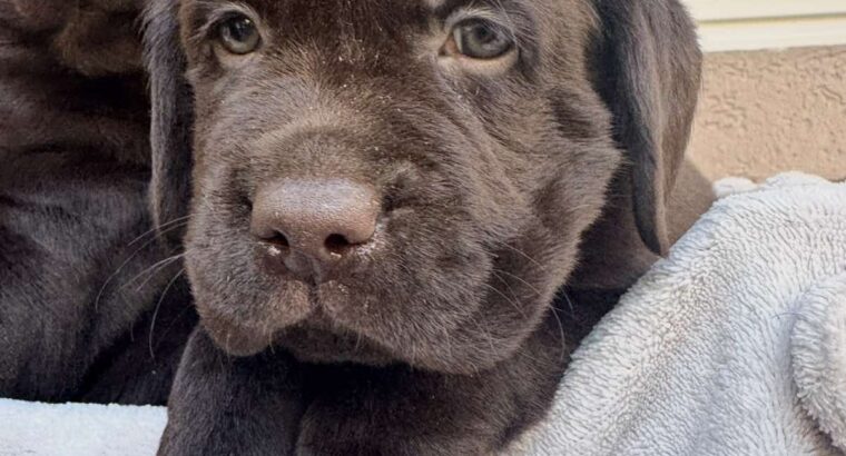 Cokoladni labrador