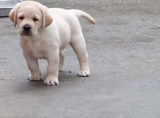 LABRADOR RETRIVER
