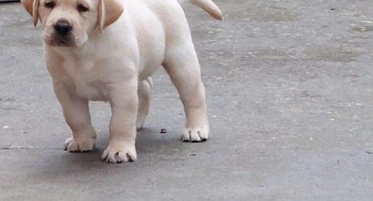 LABRADOR RETRIVER