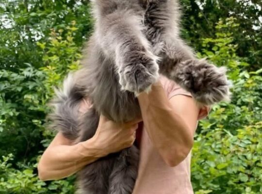 Maine Coon mačići