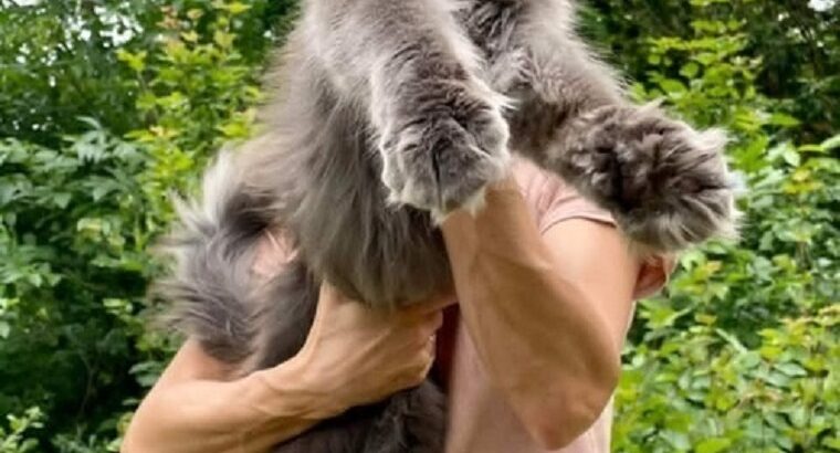 Maine Coon mačići