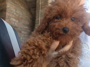 Crvena toy pudla  