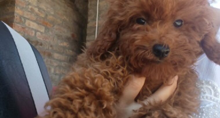 Crvena toy pudla  