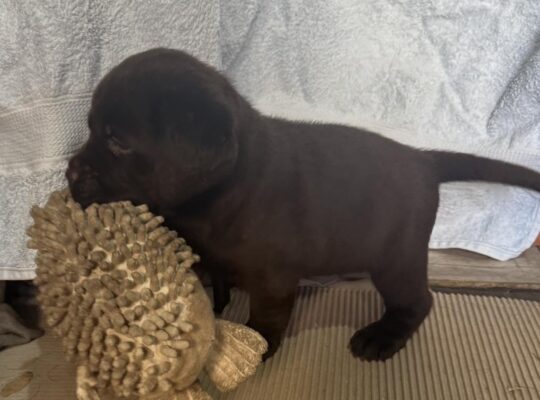 Cokoladni labrador
