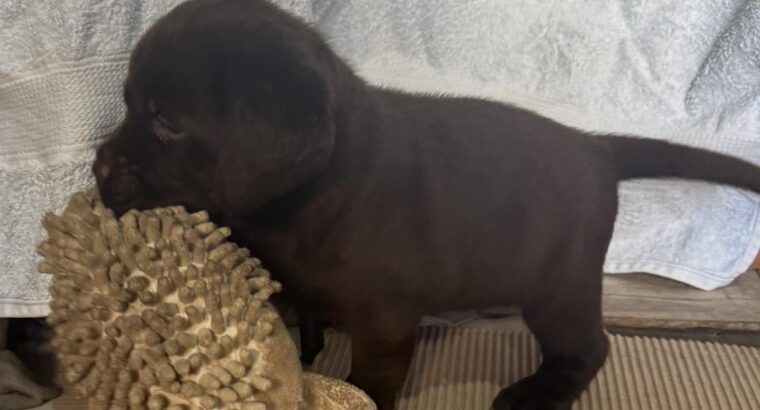 Cokoladni labrador