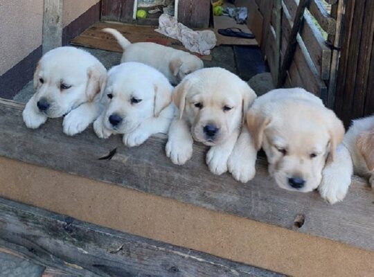 LABRADOR RETRIVER